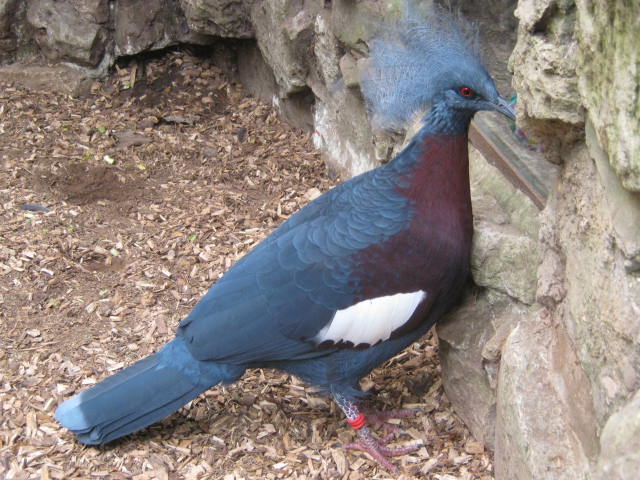 Southern Crowned Pigeon 2016