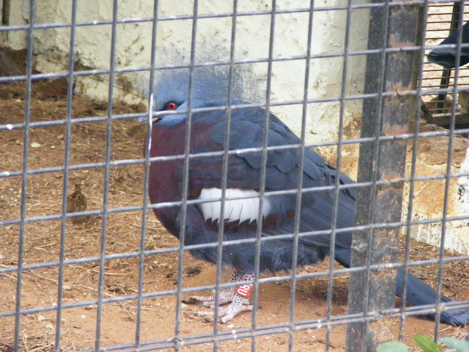 Southern Crowned-pigeon 30.1.10