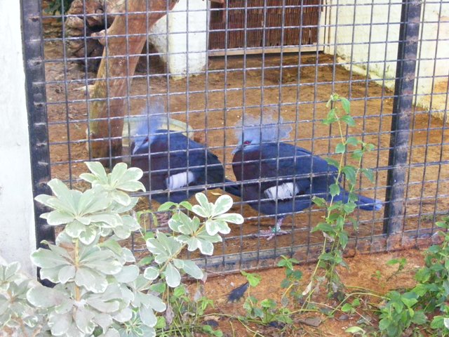 Southern Crowned-pigeon 4.12.10