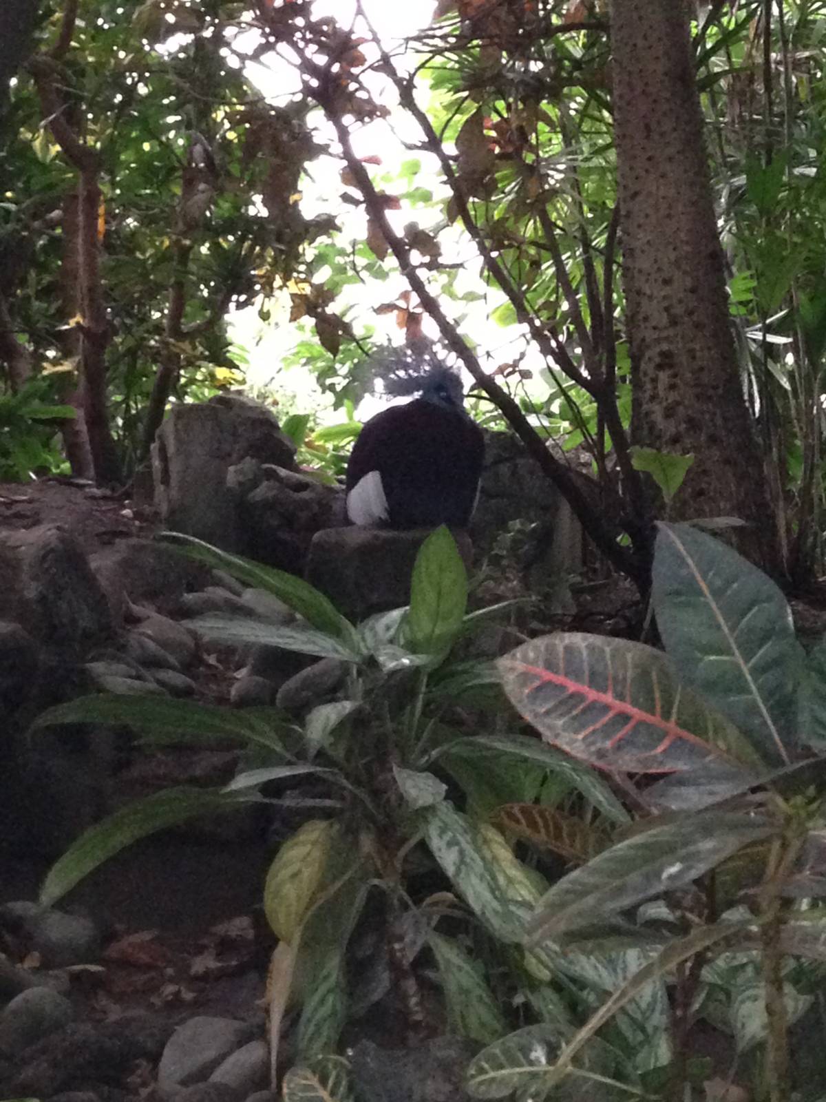 Southern Crowned Pigeon at Tropical World - 02/10/2013