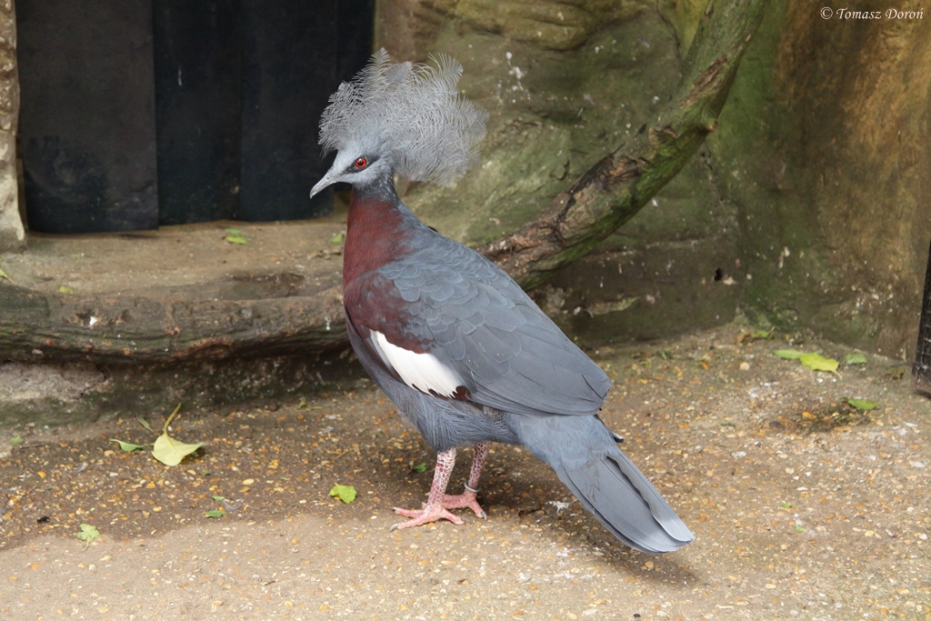 Southern Crowned Pigeon (Goura scheepmakeri)