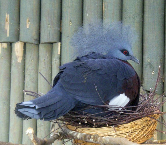 Southern Crowned Pigeon (Goura scheepmakeri)