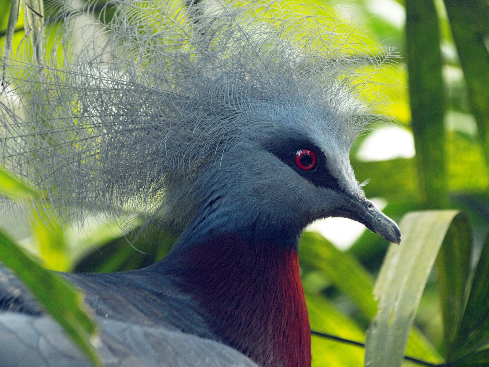 Southern Crowned pigeon on nest
