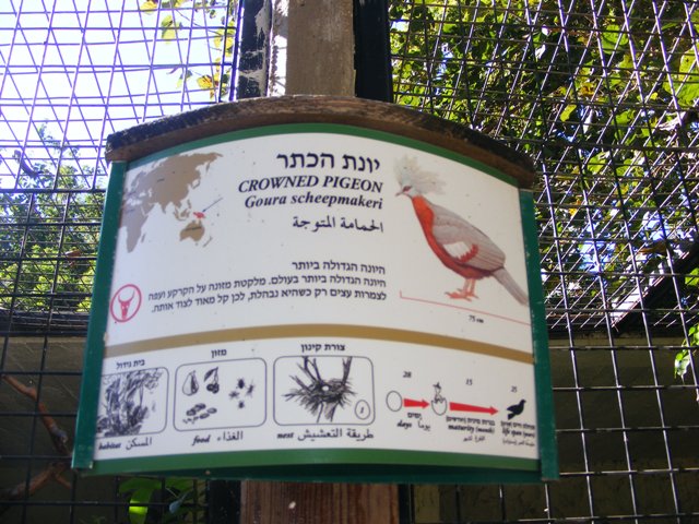 Southern Crowned-pigeon Sign 4.12.10