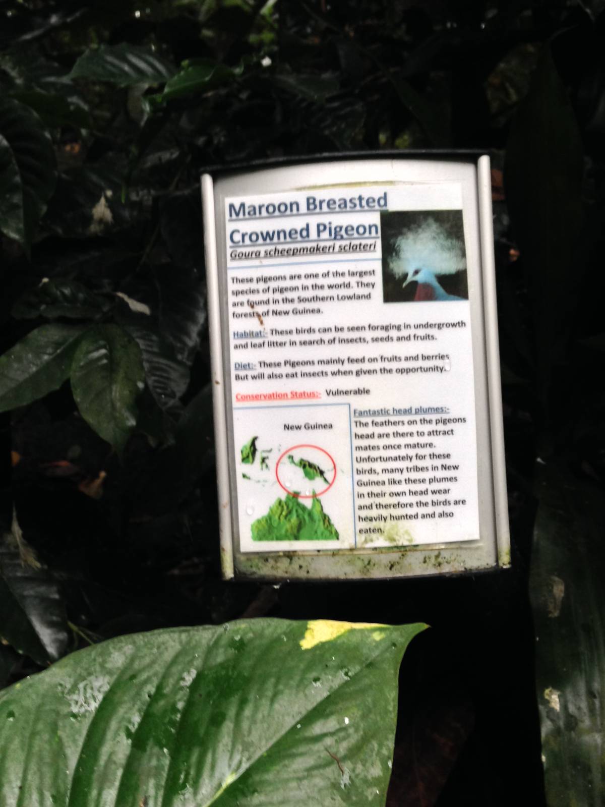 Southern Crowned Pigeon Signage at Tropical World - 02/10/2013