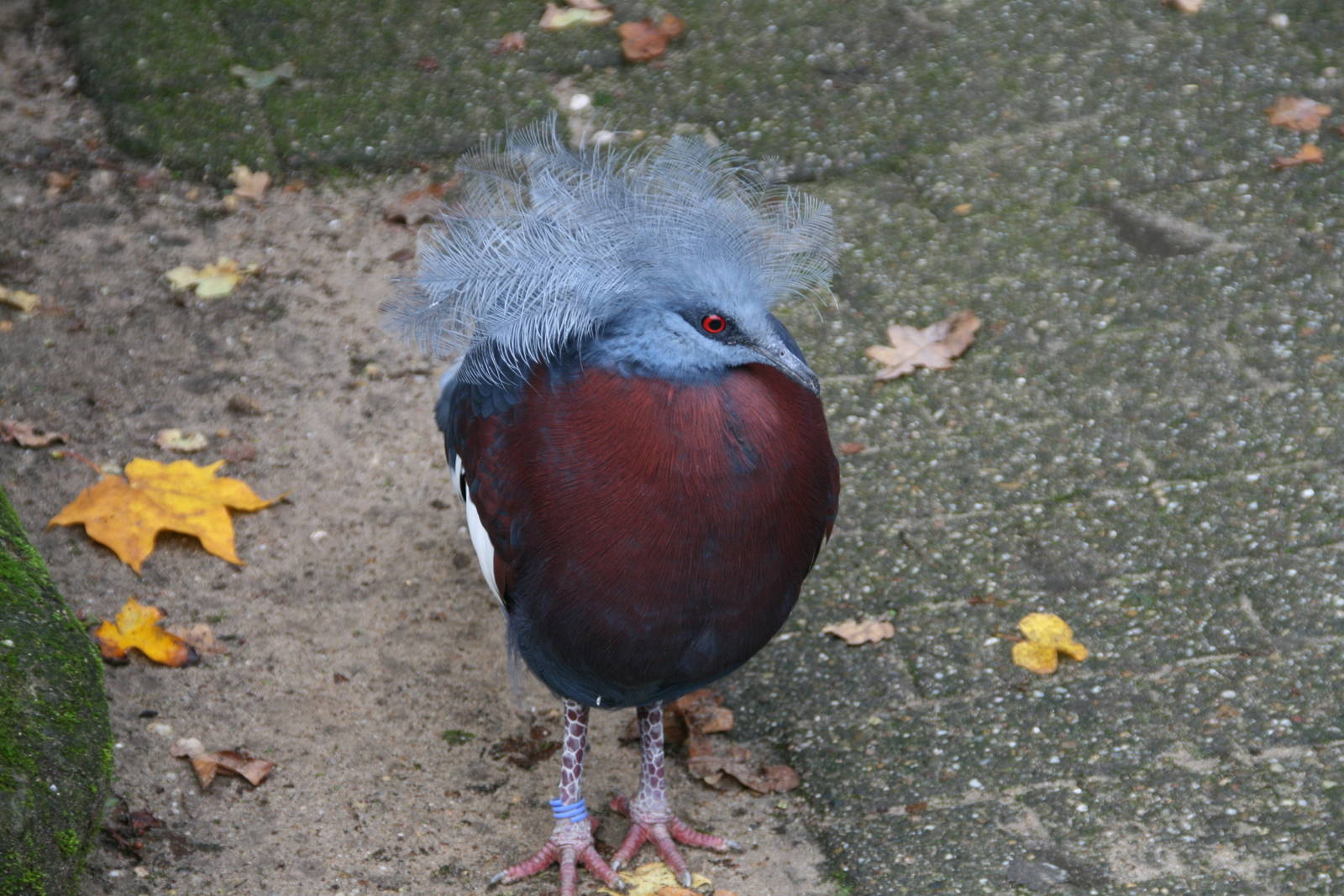 Southern crowned pigeon