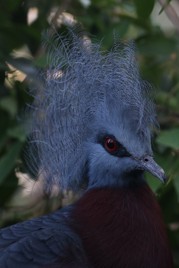 Southern crowned pigeon
