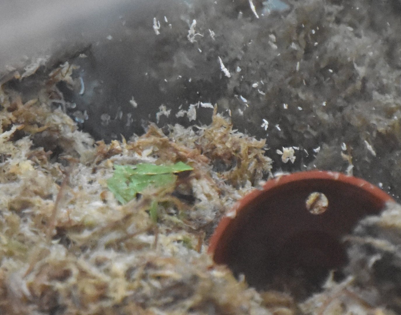 Southern Darwin's frog, Rhinoderma darwinii