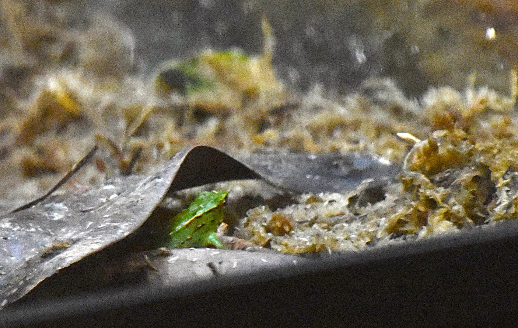 Southern Darwin's frog, Rhinoderma darwinii