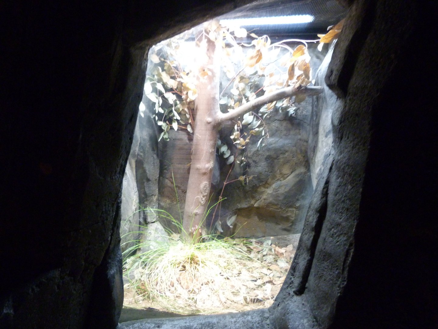 Southern death adder exhibit -Zoo Praha (2025)