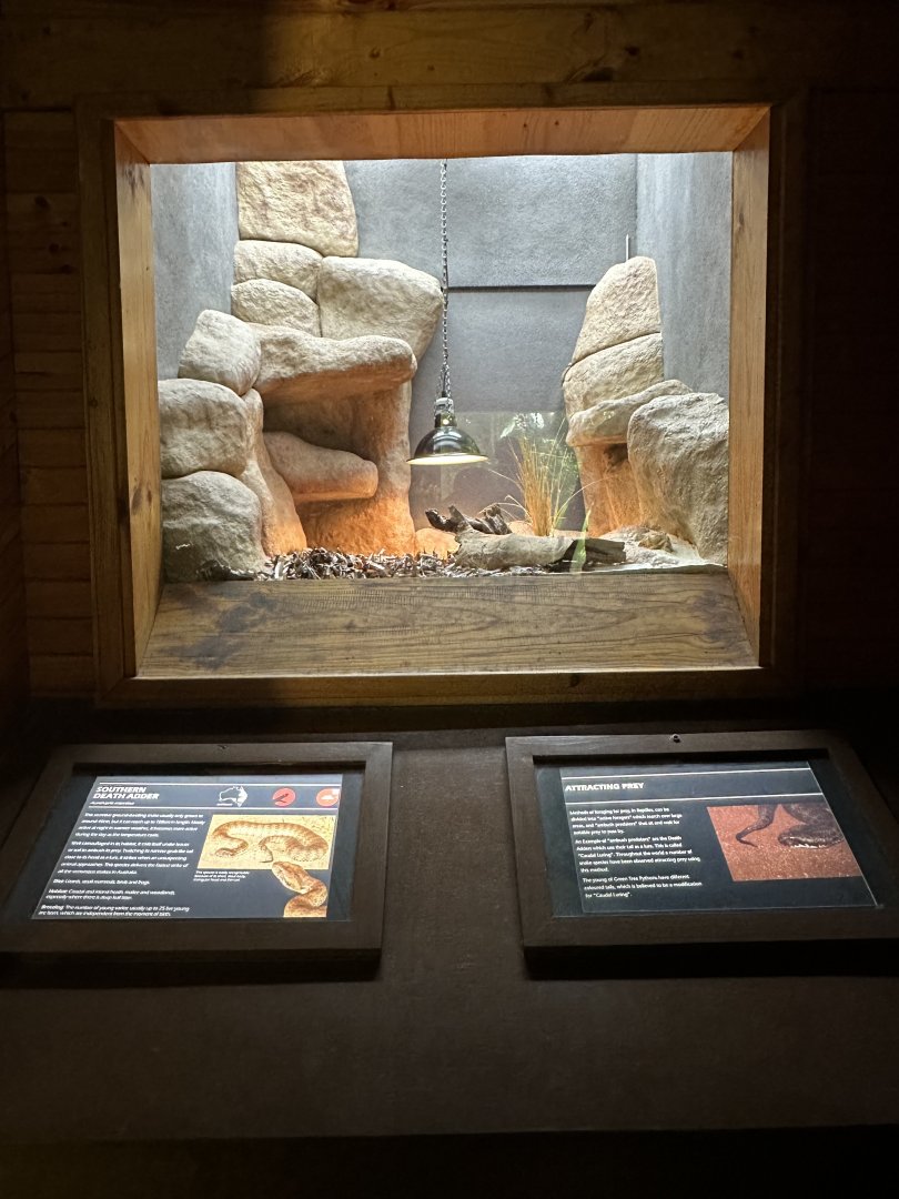 Southern death adder exhibit