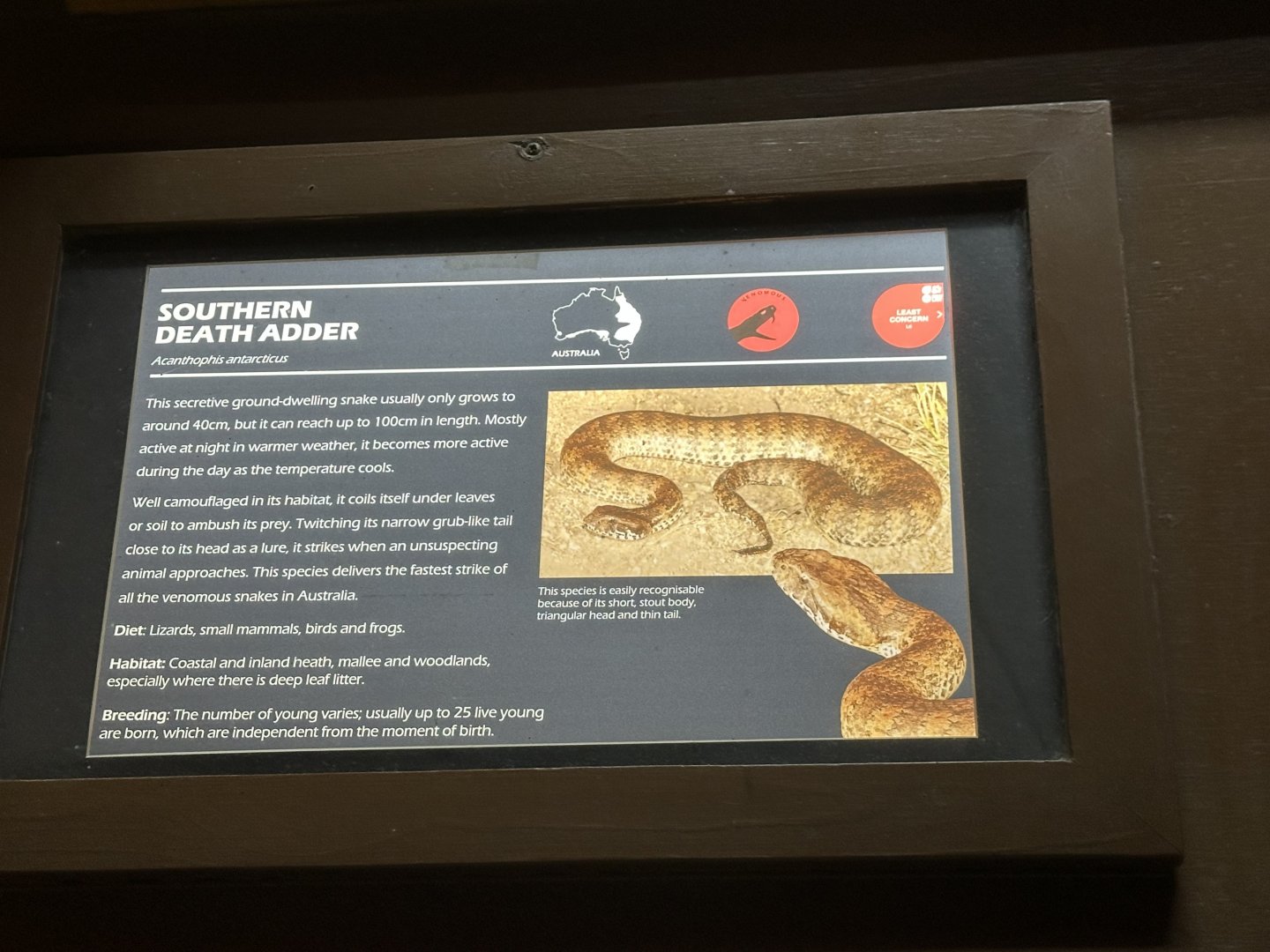 Southern death adder signage