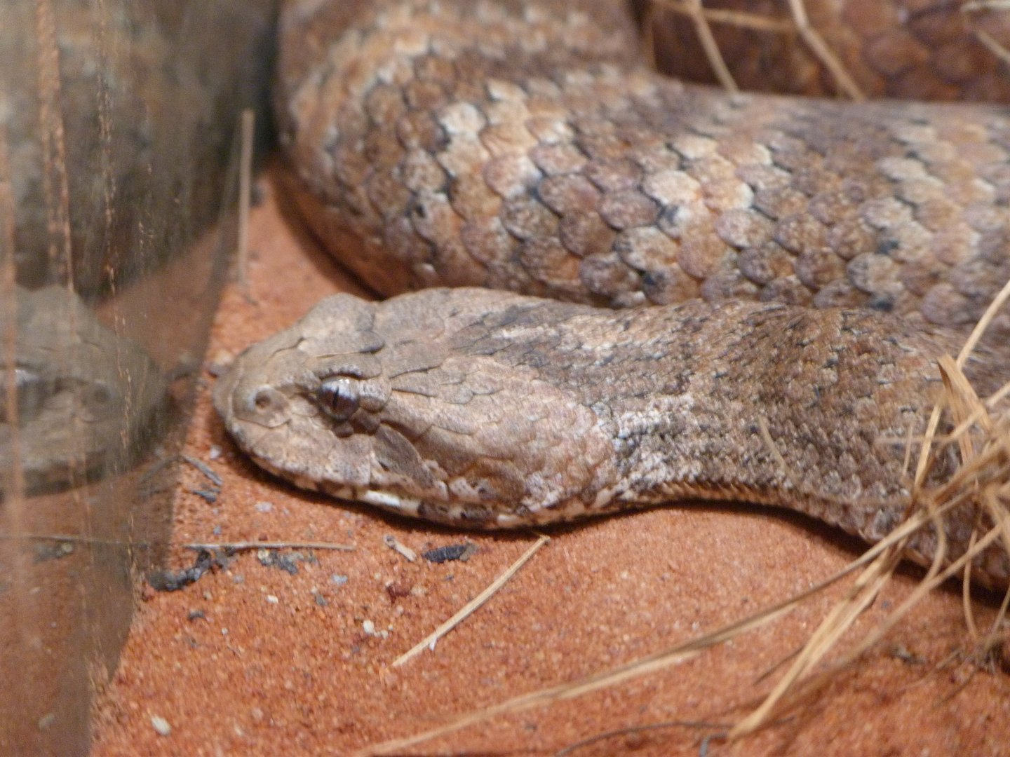 Southern death adder -Zoo Plzeň (2025)