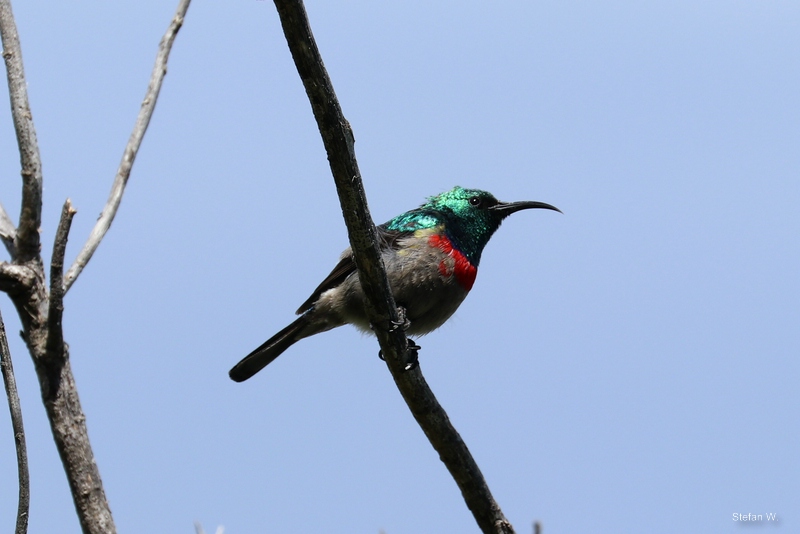 Southern double-collared sunbird (Cinnyris chalybeus)