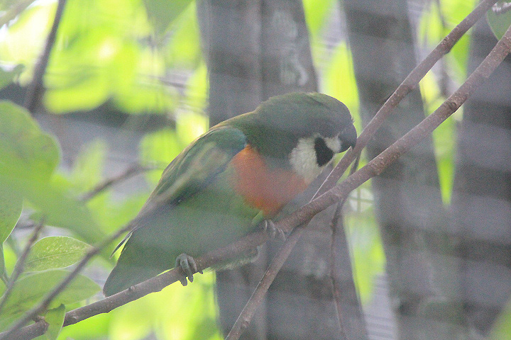 Southern dusky-cheeked fig parrot (Cyclopsitta melanogenia fuscifrons)