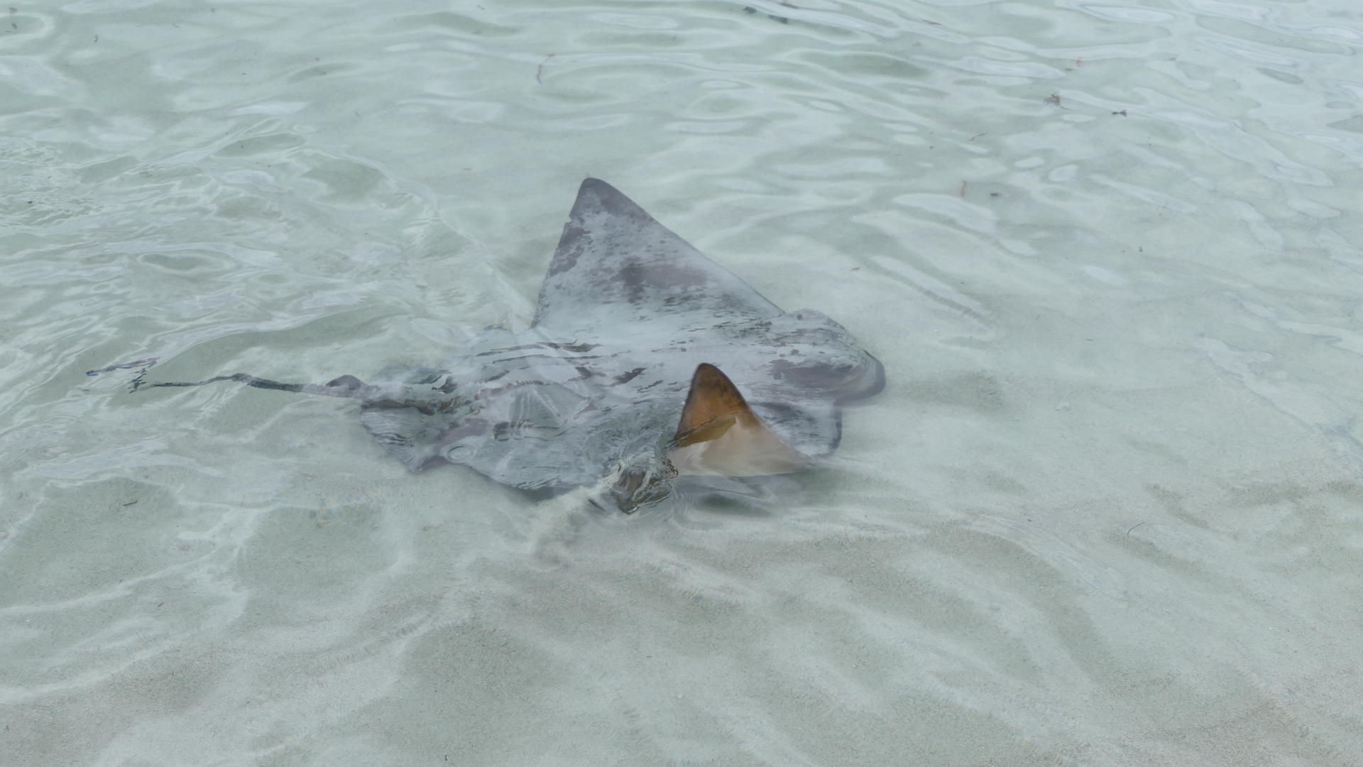 Southern Eagle Ray - Hamelin Bay, WA