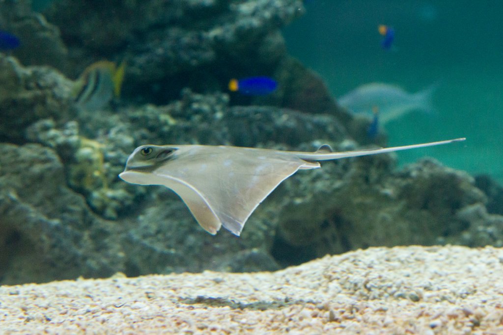 Southern Eagle Ray juvenile