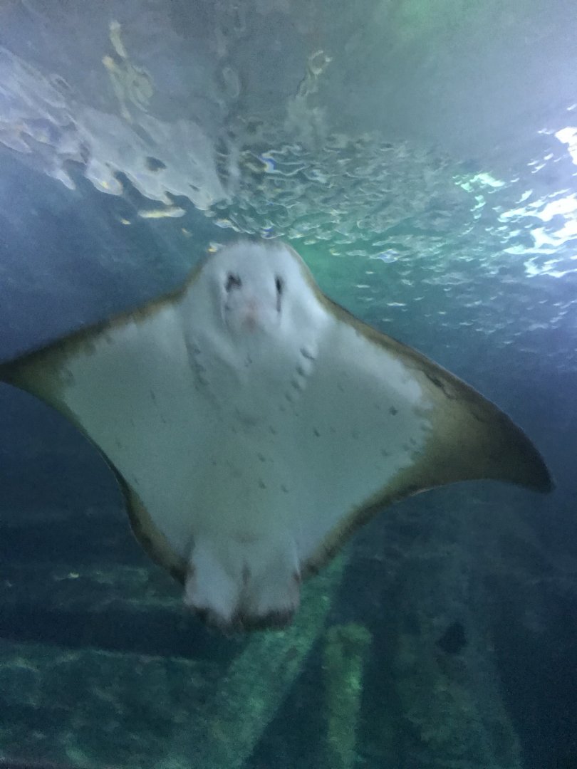 Southern Eagle Ray