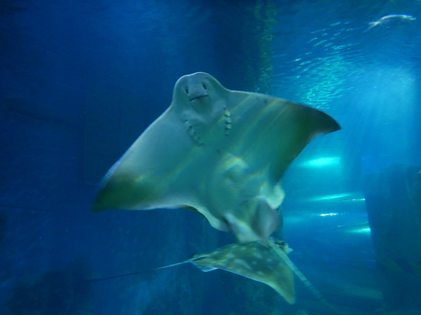 Southern Eagle Ray