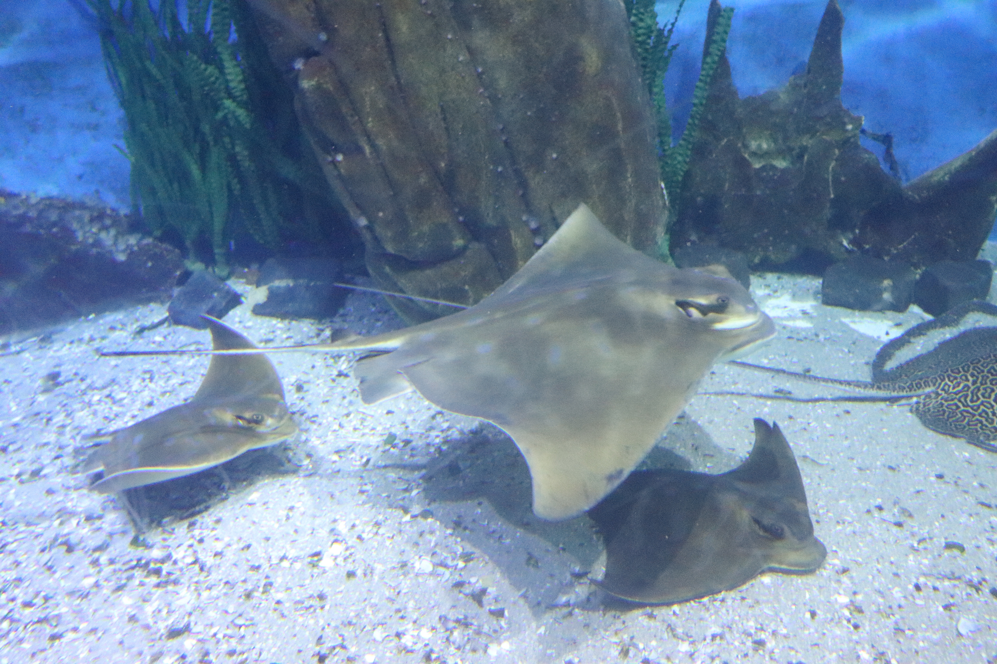 Southern Eagle Rays (Myliobatis australis) - December 2018