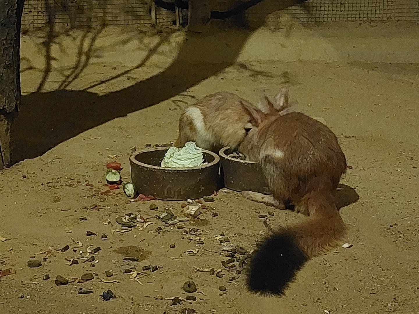 Southern & Eastern springhare