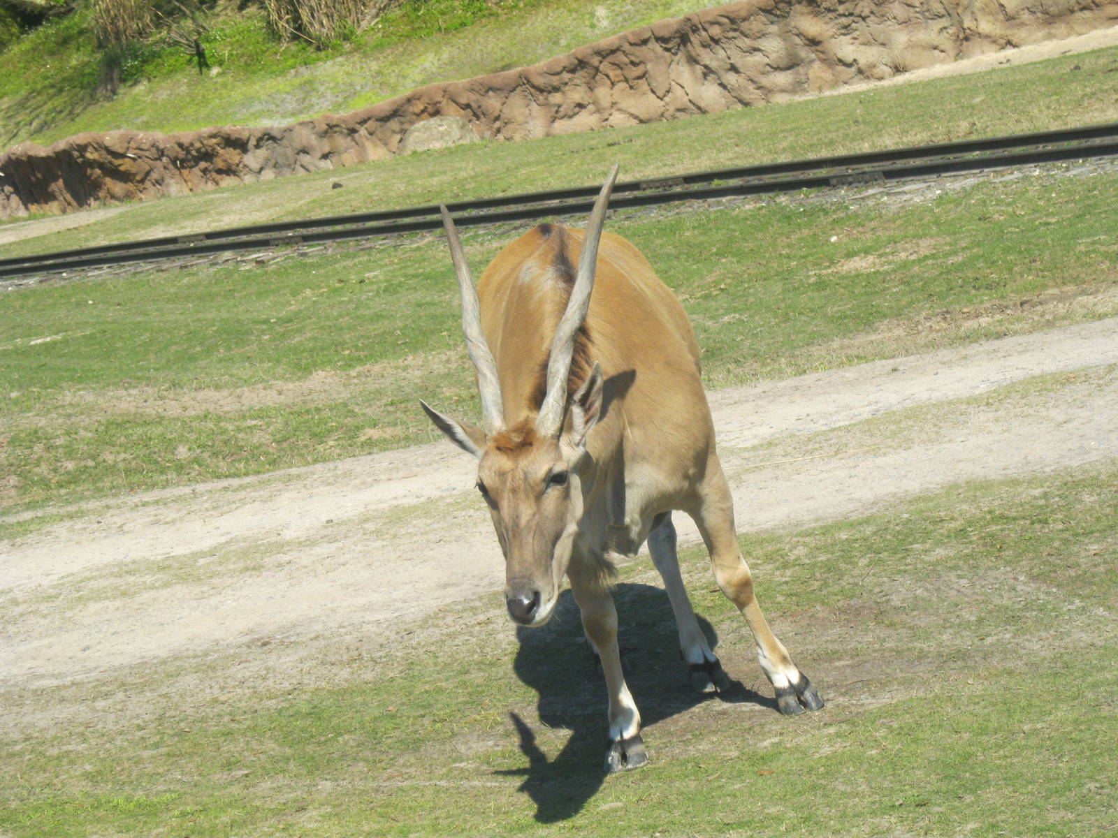 Southern Eland