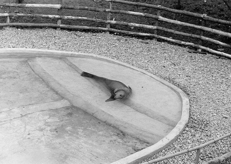 Southern elephant seal 1972