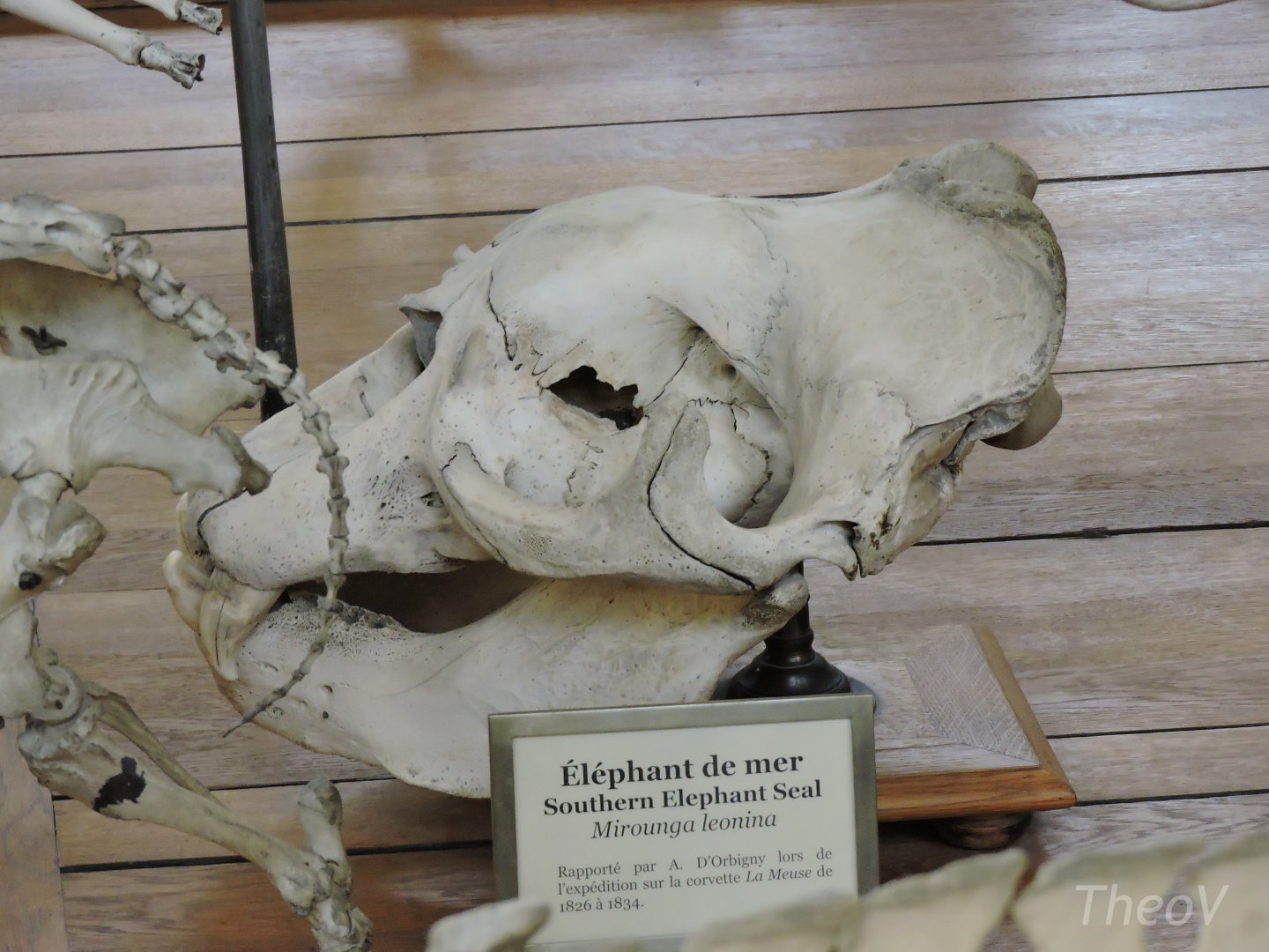 Southern elephant seal [2015]