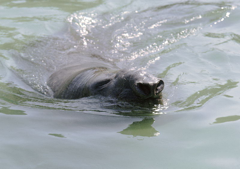 Southern elephant seal bull 1973