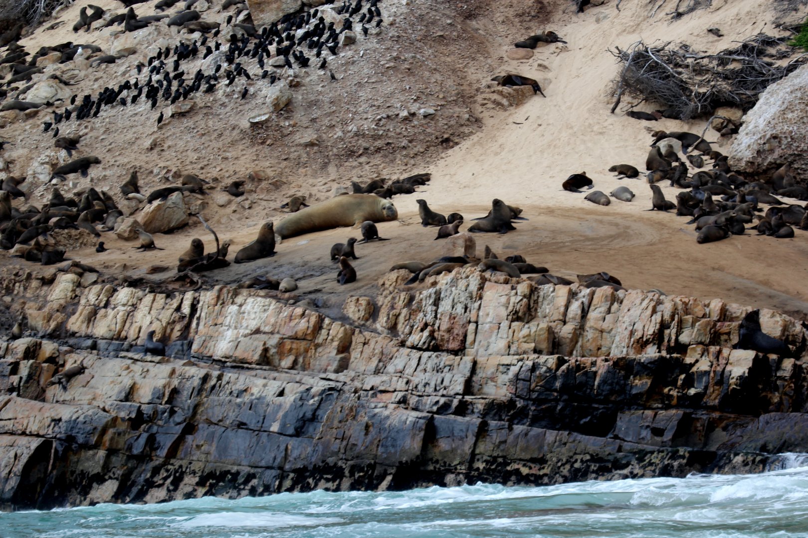 southern elephant seal (Mirounga leonina) among Cape fur seals (Arctocephalus pusillus pusillus)