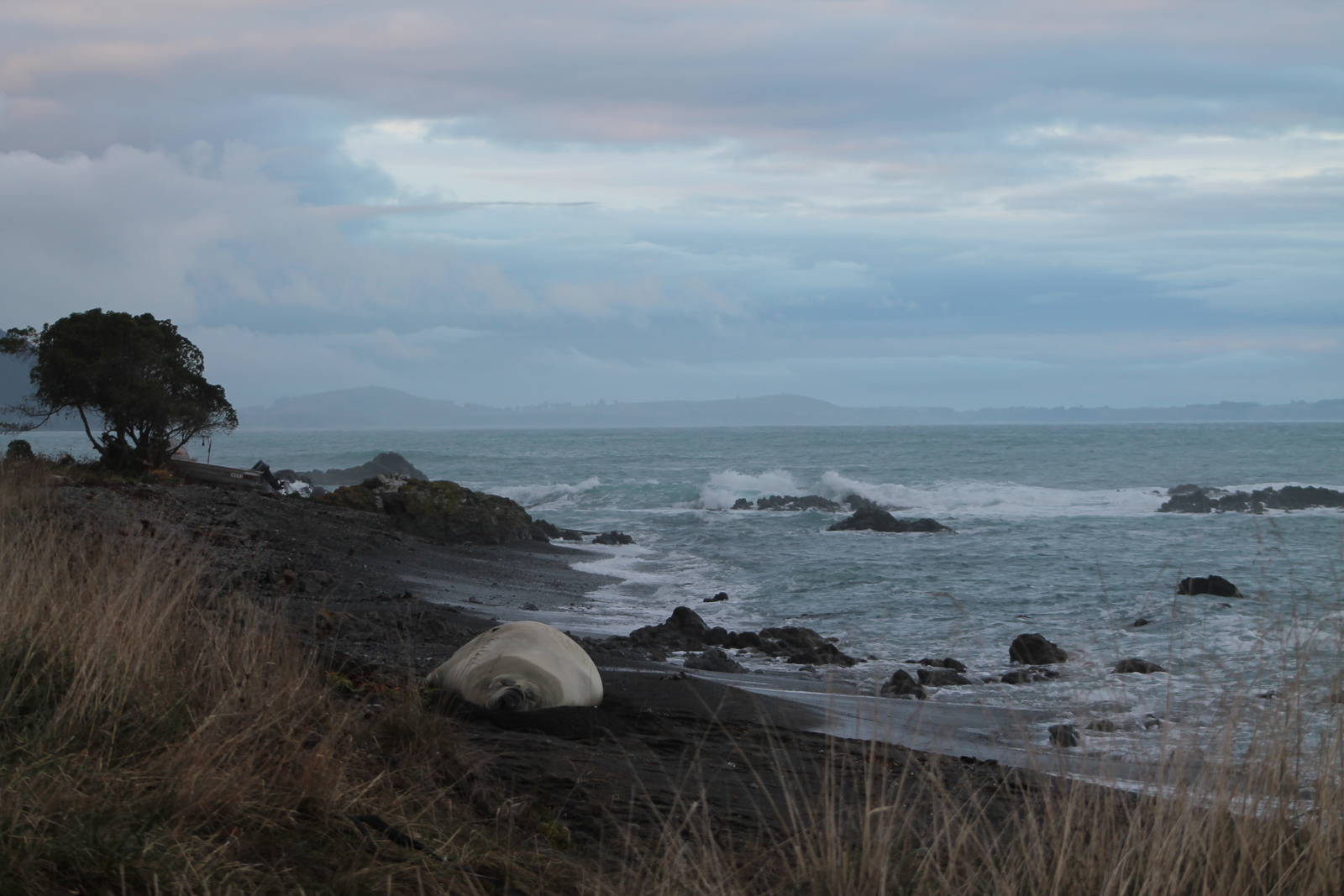 Southern Elephant Seal (Mirounga leonina)