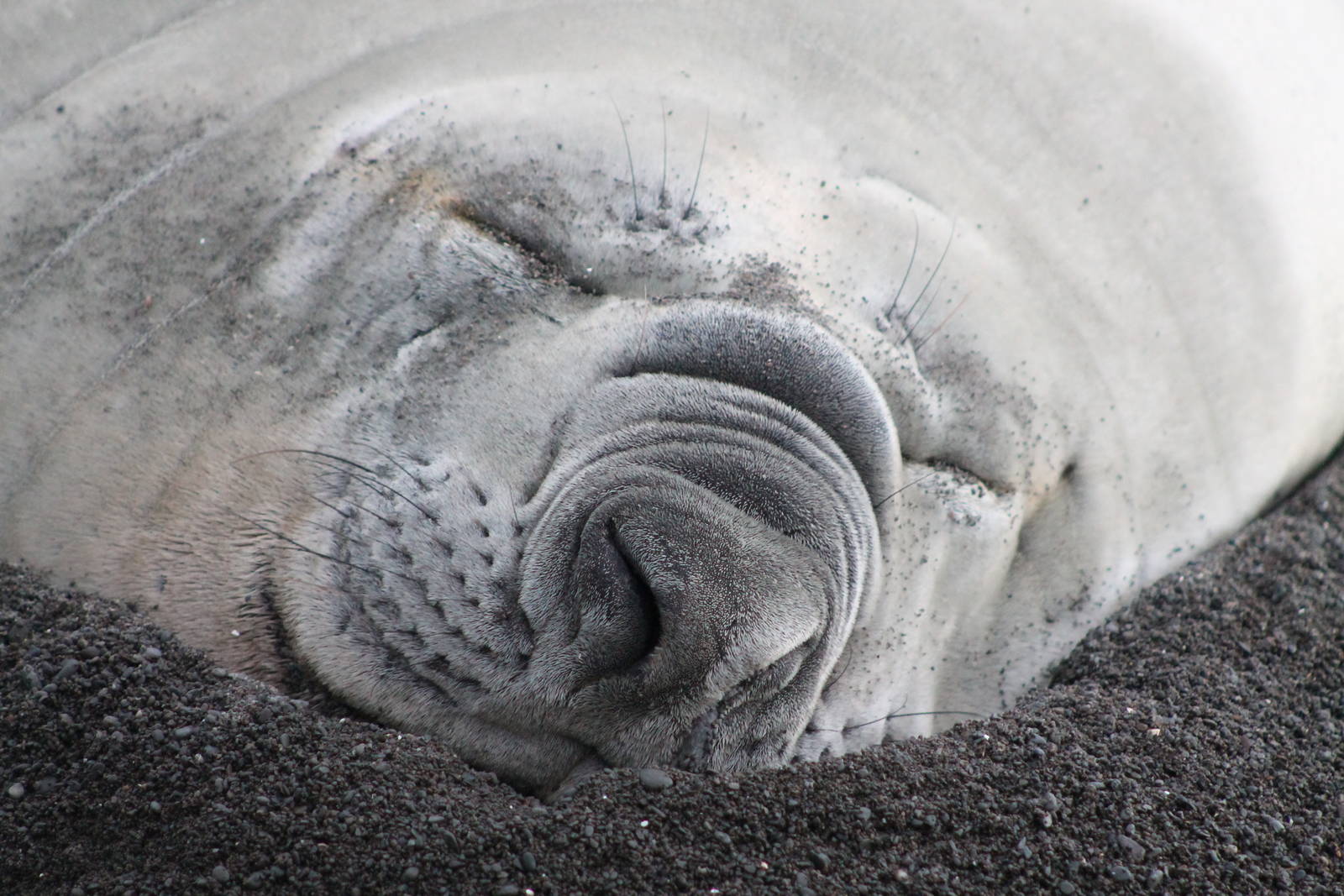 Southern Elephant Seal (Mirounga leonina)