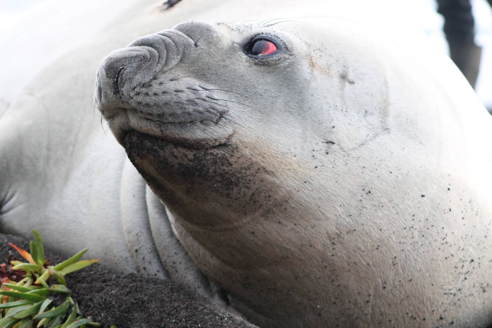 Southern Elephant Seal (Mirounga leonina)