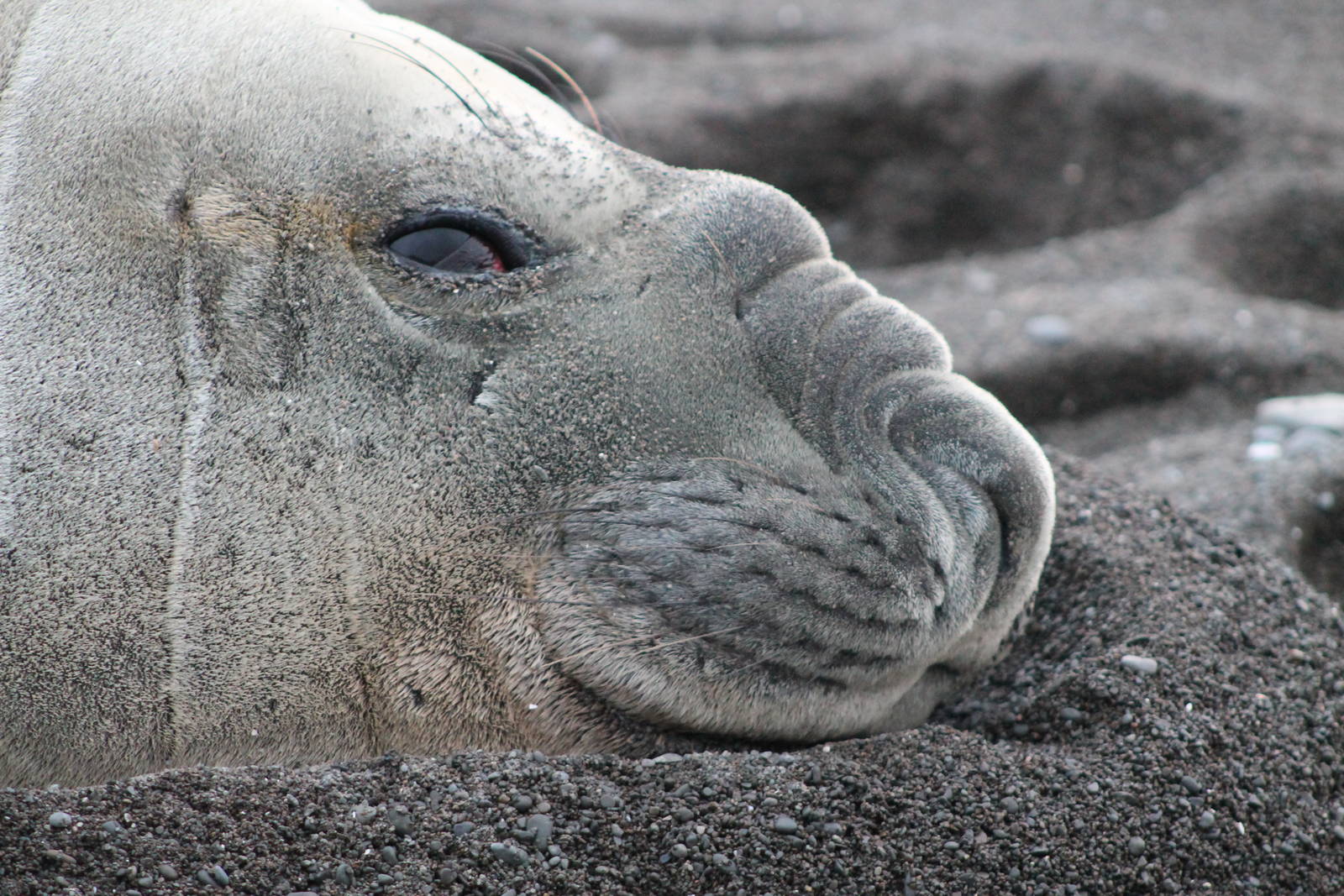 Southern Elephant Seal (Mirounga leonina)