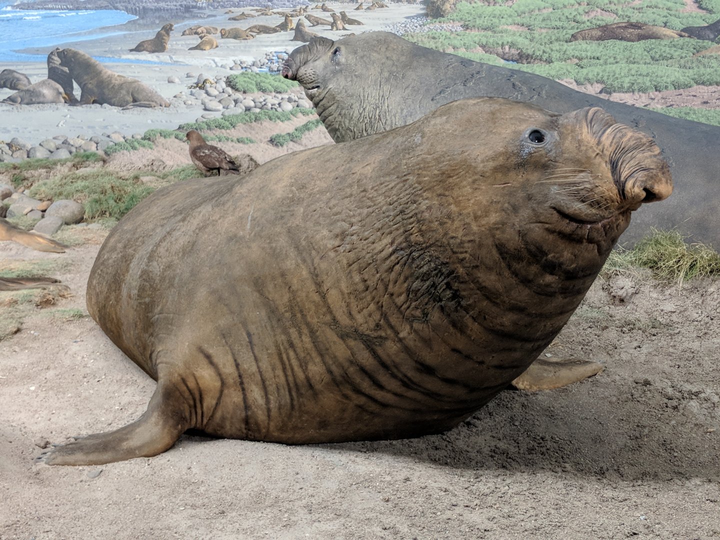 Southern elephant seal (Mirounga leonina)