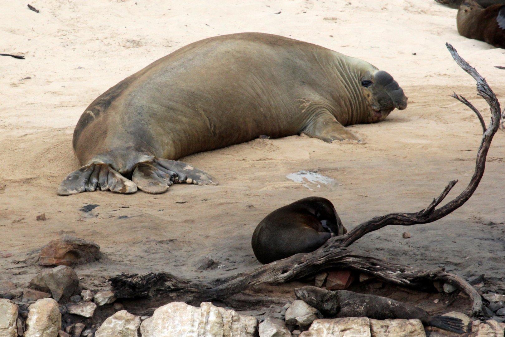 southern elephant seal (Mirounga leonina)