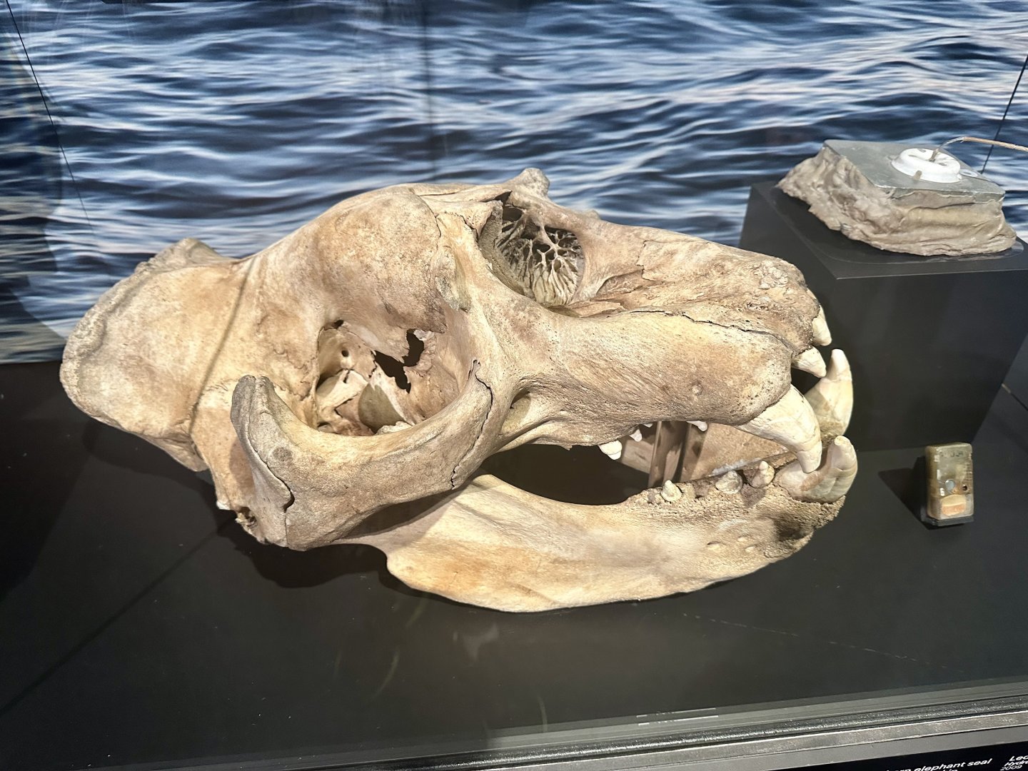 Southern elephant seal (Mirounga leonina)