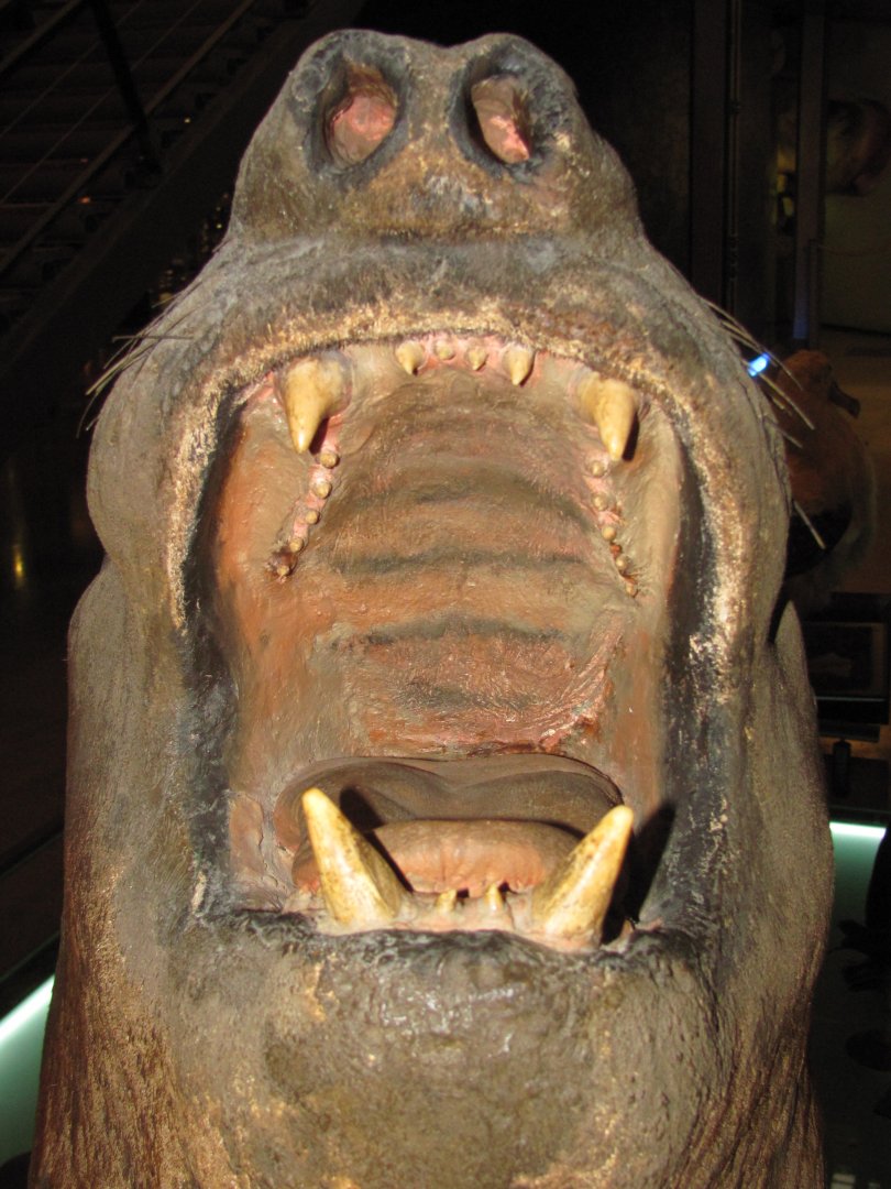 Southern Elephant Seal Mouth