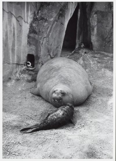 Southern elephant seal
