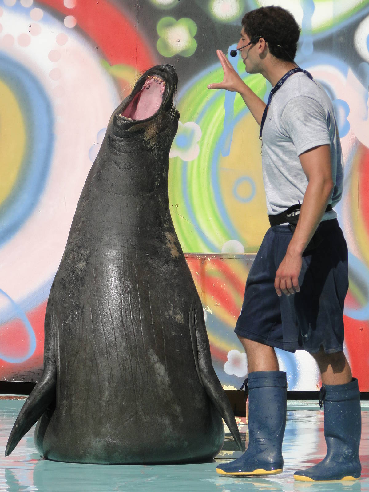 Southern Elephant Seal