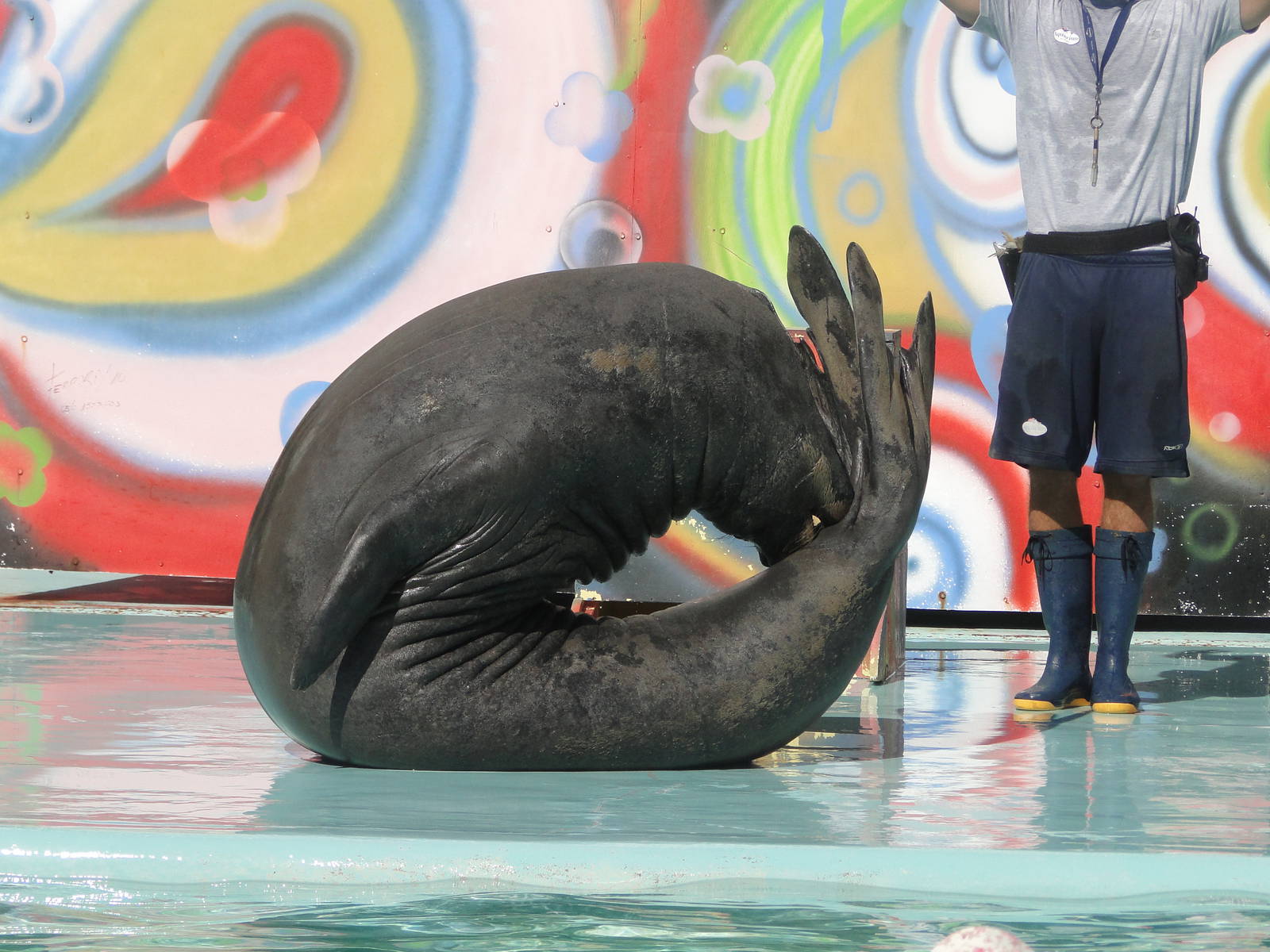 Southern Elephant Seal