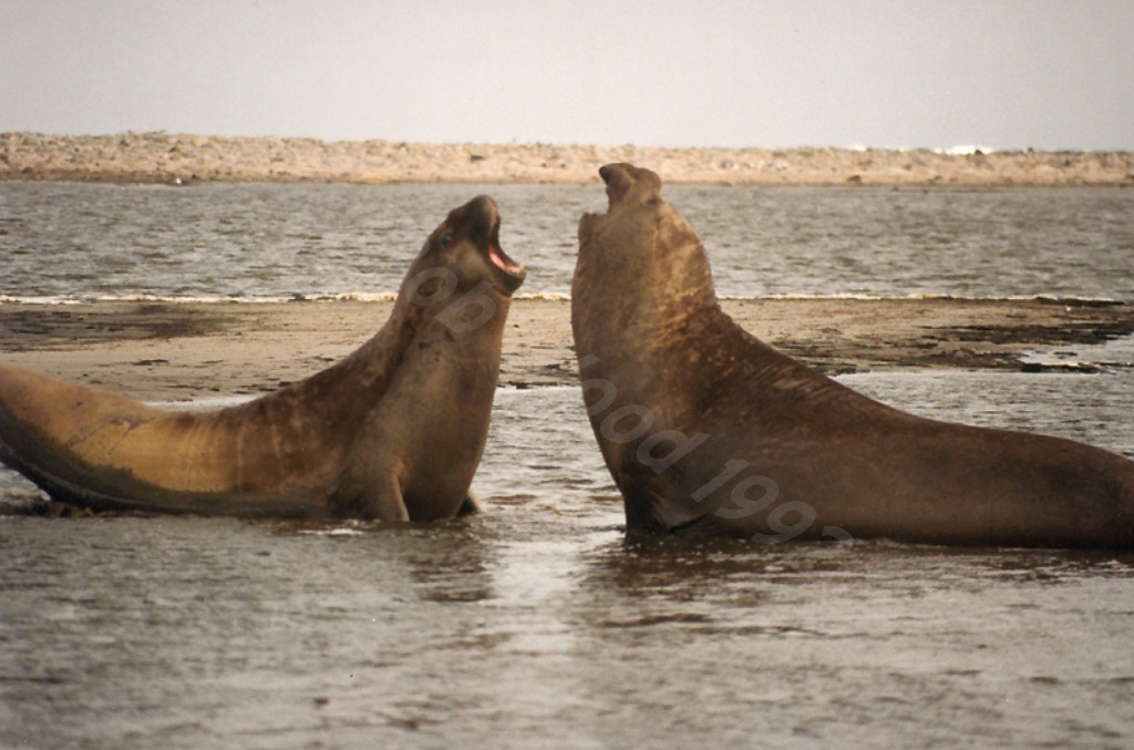 Southern Elephant Seal