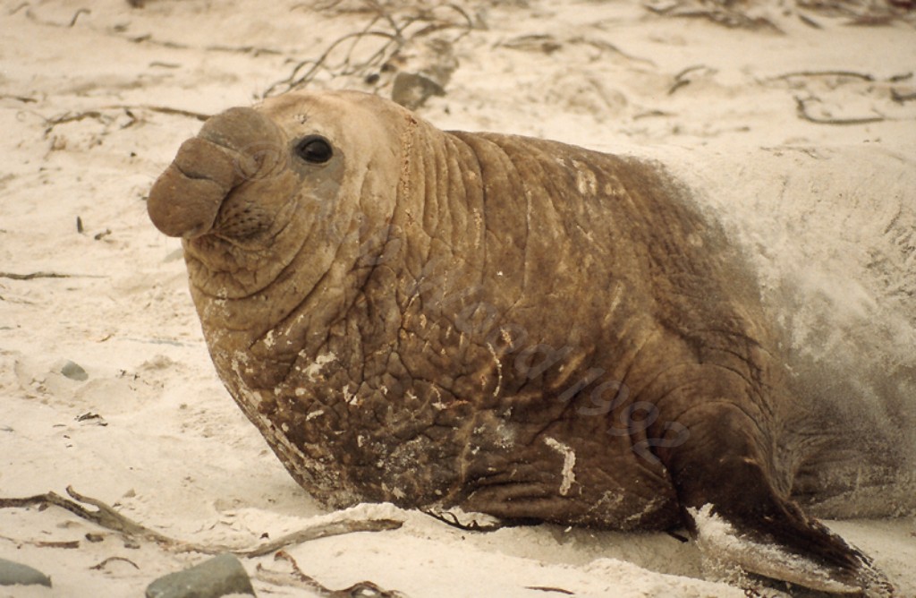Southern Elephant Seal