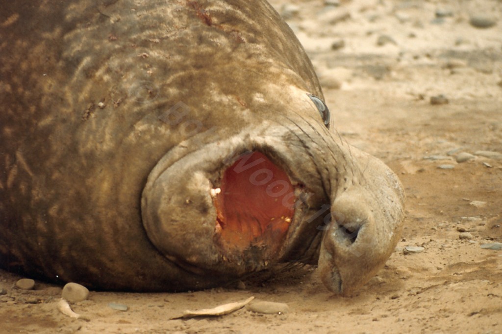 Southern Elephant Seal