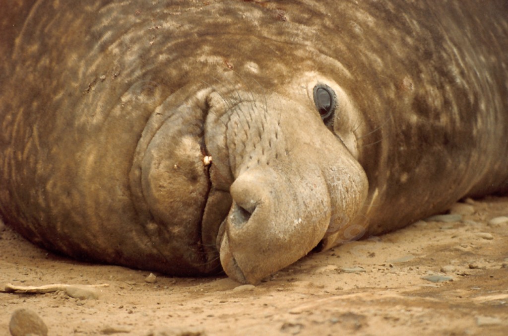 Southern Elephant Seal