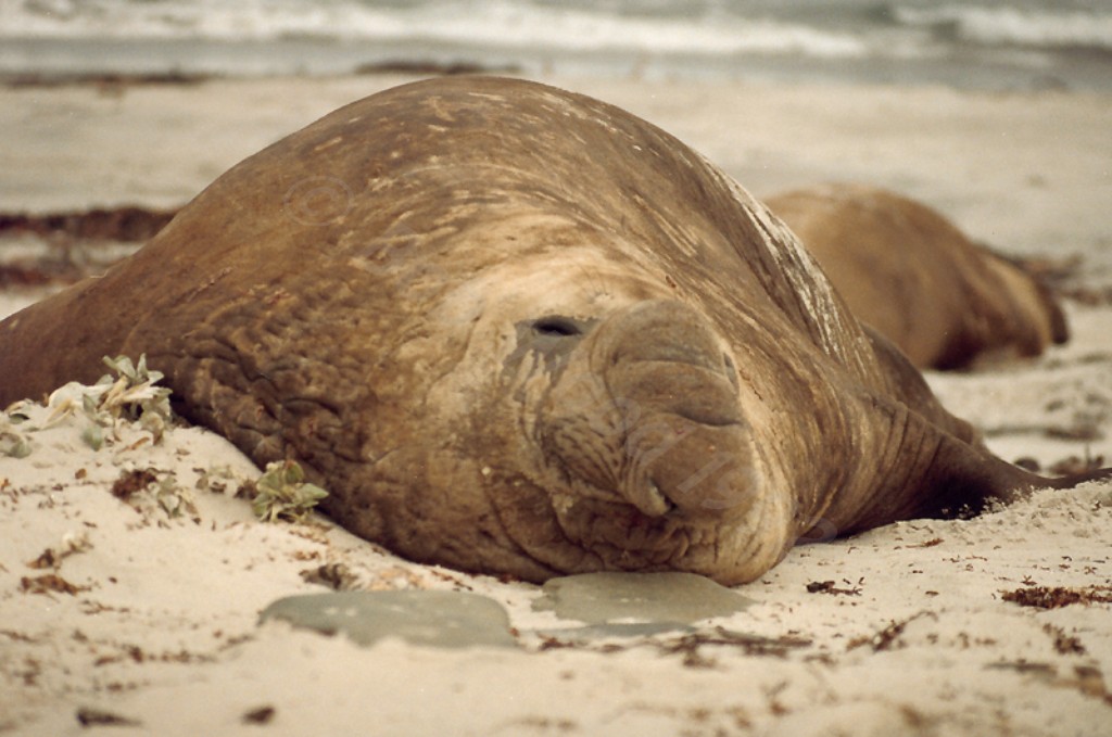 Southern Elephant Seal