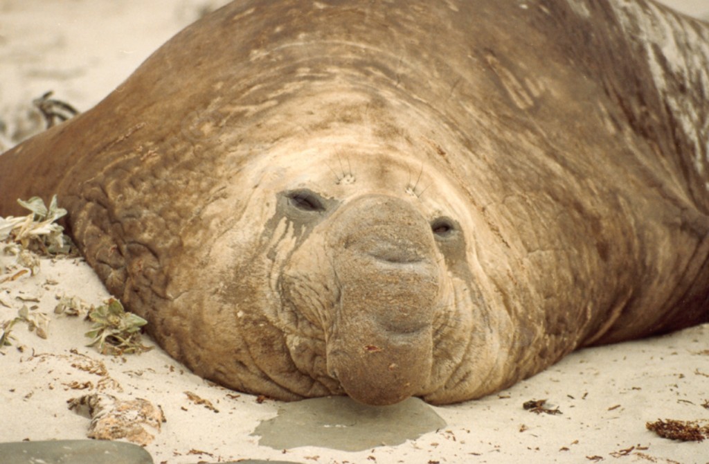 Southern Elephant Seal