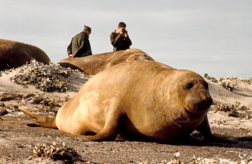 Southern Elephant Seal