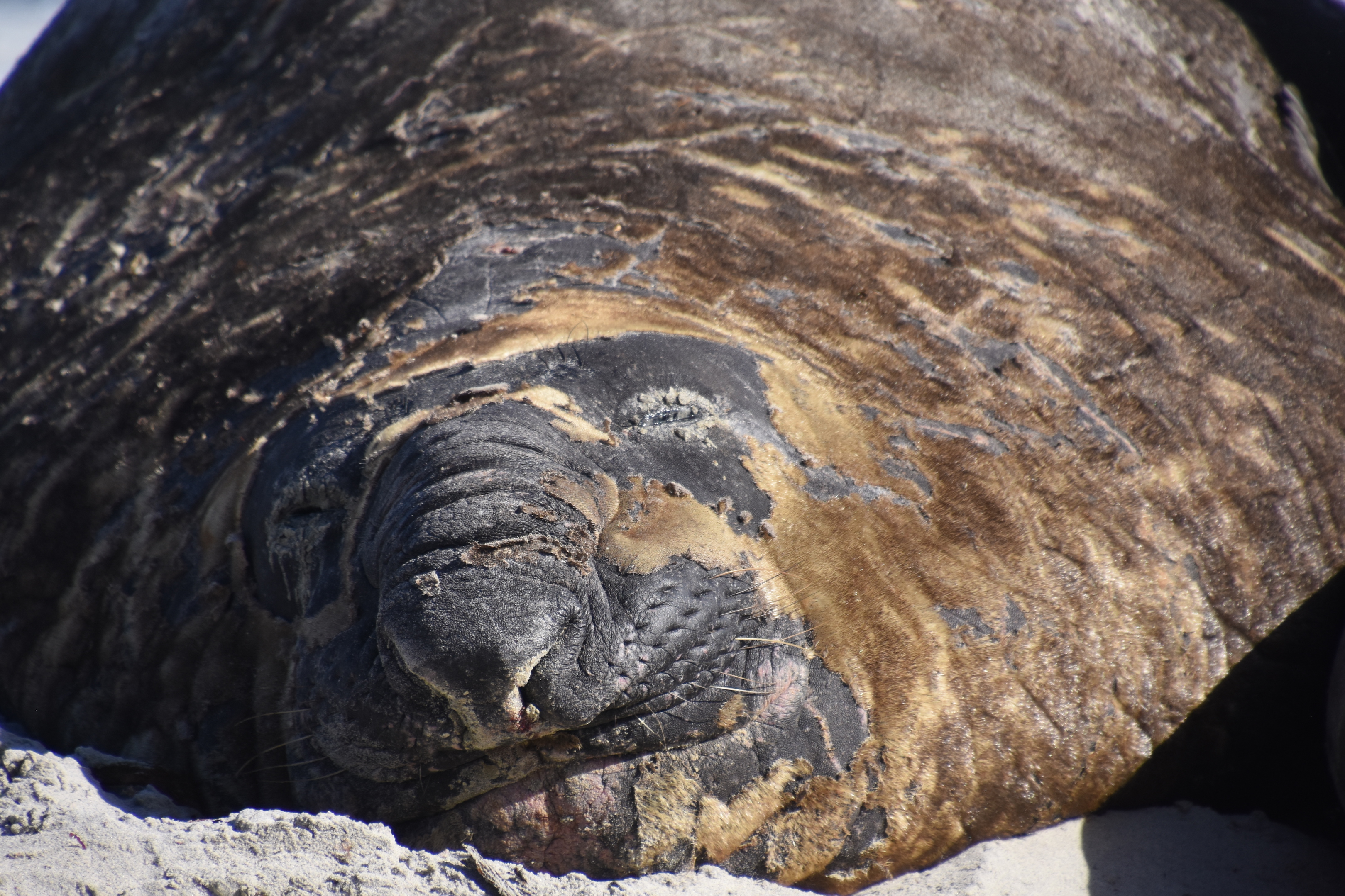 Southern elephant seal