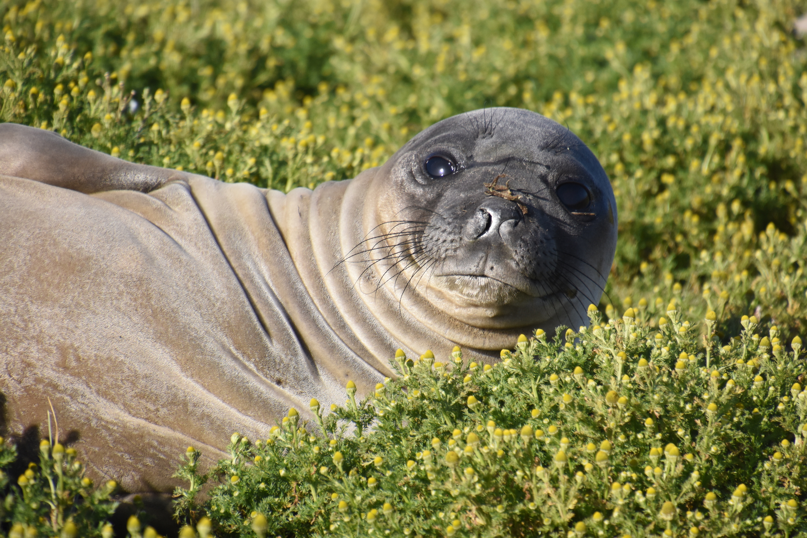 Southern elephant seal
